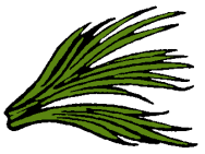 palmleaf