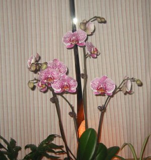 orkid från Li och Hasse
