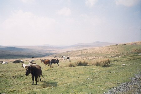 dartmoor