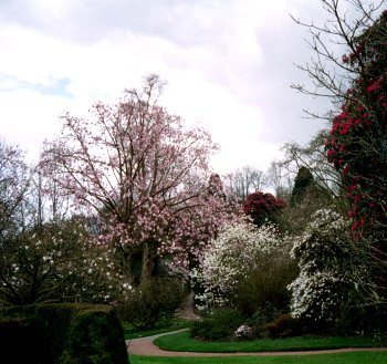 Giant magnolia tree