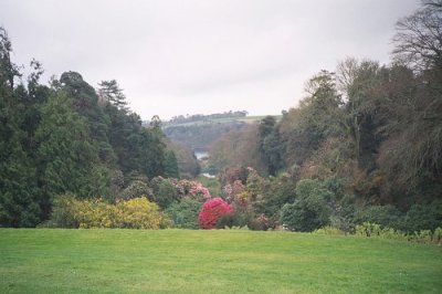 Trebah-View the Ravine