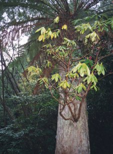 Trebah Tasmanian tree fern