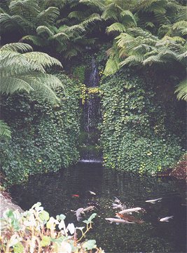 Koi Karp Fishes Trebah