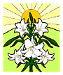 The Easter Lily