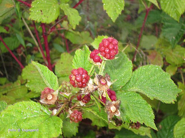 blackberries