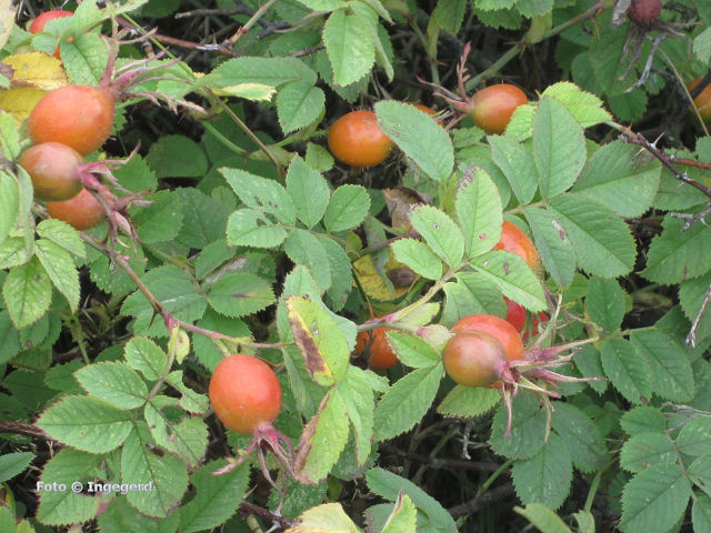 rosehip