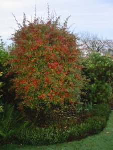 red bush