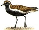 golden plover