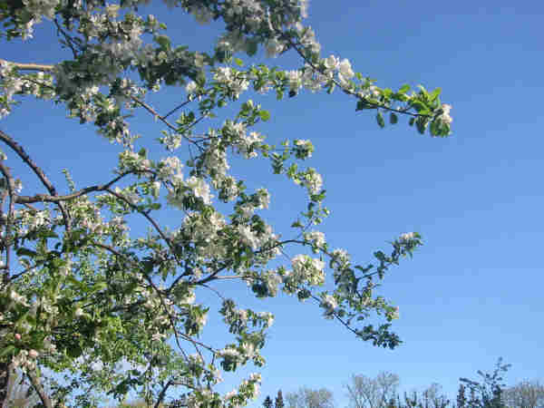apelblom