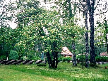 ekorrbär under rönnen