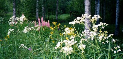 lupiner, hundloka, daglilja i branten