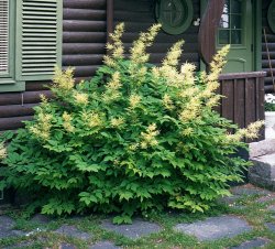 plymspirea