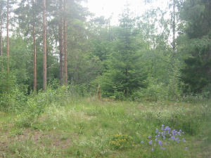 summer meadow of flowers