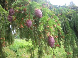  Omogna grankottar - Picea Abies