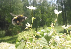 humla- bumble bee