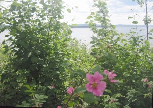 Rosa Canina