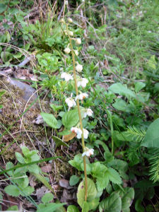 Pyrola Rotundifolia