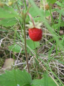 smultron - Wild Strawberry