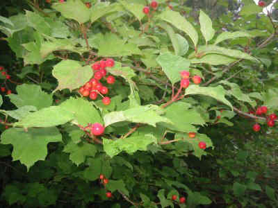 Color photo Berries in hedge