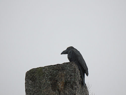 Bronze Raven