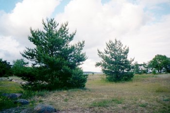 Strandängen vid Ljugarn