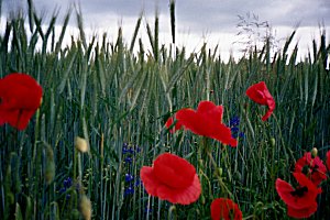 Corn Poppies