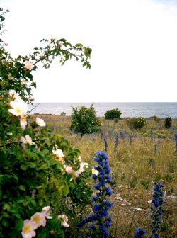 törnrosor och blåeld