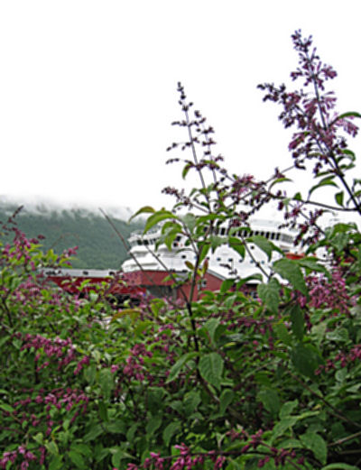 LILACS IN TROMS%OSLASH;