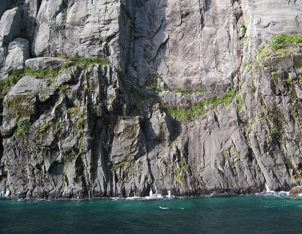 Trollfjorden blommor