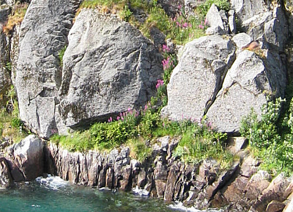 Trollfjorden blommor