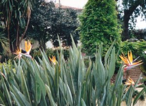 Strelitzia