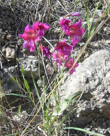 wild gladiolus