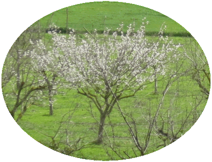 almond tree