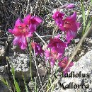 Wild gladiolus, Mallorca, Spain