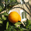 Oranges, Mallorca, Spain