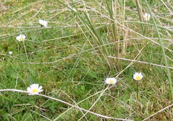 Bellis Perennis