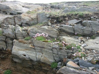 cliffs with Armeria