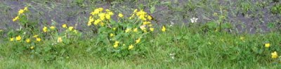 Caltha Palustris in a ditch at Arnol