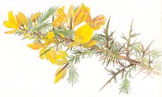 gorse *Ulex Europaeus