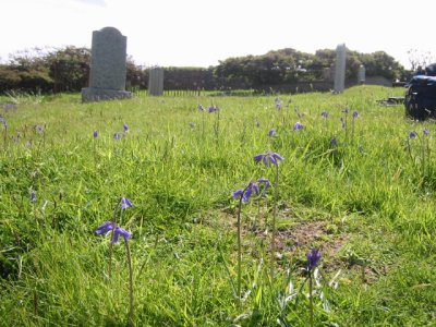 churchyard with bluebells