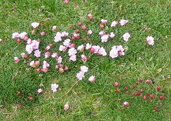 trift Armeria Maritima