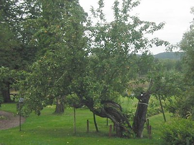 Äppelträdet/The old apple tree