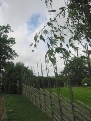 Ornäsbjörk/Betula pendula Dalecarlica