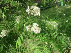 Rowan tree in blossom