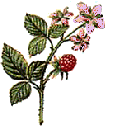 arctic raspberry