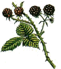 brambles, blackberries