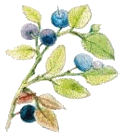 Bilberry