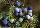 juniper berry