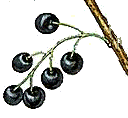 birdcherry