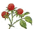 wood raspberries